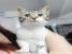 D`Artagnan, motanel de 7-8 luni de adoptat si iubit pe viata