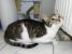 D`Artagnan, motanel de 7-8 luni de adoptat si iubit pe viata
