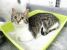 D`Artagnan, motanel de 7-8 luni de adoptat si iubit pe viata