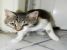 D`Artagnan, motanel de 7-8 luni de adoptat si iubit pe viata