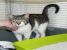 D`Artagnan, motanel de 7-8 luni de adoptat si iubit pe viata