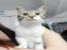 D`Artagnan, motanel de 7-8 luni de adoptat si iubit pe viata