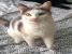 Daphne - tricolora diafana si lipicioasa - cauta o familie