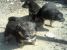 Dau spre adoptie puiuti abandonati pe camp
