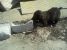 Dau spre adoptie puiuti abandonati pe camp