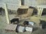 Dau spre adoptie puiuti abandonati pe camp
