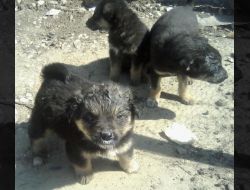 Oferte Adoptii Caine