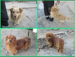Oferte Adoptii Caine