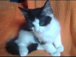 Oferte Adoptii Pisica