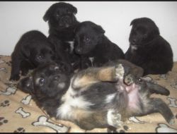 Oferte Adoptii Caine