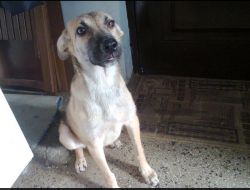 Oferte Adoptii Caine