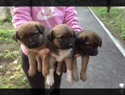 Oferte Adoptii Caine