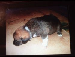 Oferte Adoptii Caine