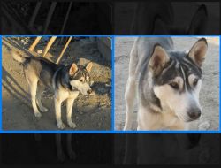 Oferte Adoptii Caine