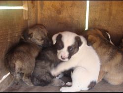 Oferte Adoptii Caine