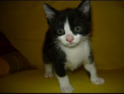 Oferte Adoptii Pisica