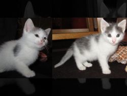 Oferte Adoptii Pisica