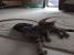 Doua surioare tigrate pentru adoptie