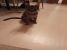 Doua surioare tigrate pentru adoptie