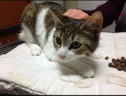 Oferte Adoptii Pisica