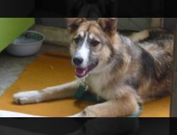 Oferte Adoptii Caine