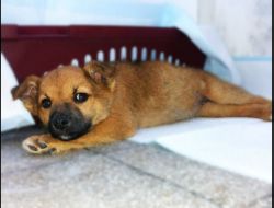 Oferte Adoptii Caine