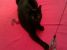 Gipsy - o domnisoara eleganta si frumoasa pentru adoptie