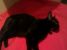 Gipsy - o domnisoara eleganta si frumoasa pentru adoptie