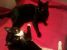 Gipsy - o domnisoara eleganta si frumoasa pentru adoptie