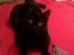 Gipsy - o domnisoara eleganta si frumoasa pentru adoptie