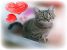 GRAZIE, eleganta si splendoare pentru adoptie