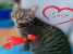 GRAZIE, eleganta si splendoare pentru adoptie