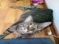 GRAZIE, eleganta si splendoare pentru adoptie