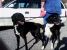 Iubitori, negri cu pete albe - caine si catelusa pentru adoptie