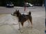 Jackie, metis de Husky, frumos si jucaus