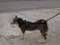 Jackie, metis de Husky, frumos si jucaus