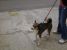 Jackie, metis de Husky, frumos si jucaus