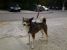 Jackie, metis de Husky, frumos si jucaus