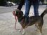 Jackie, metis de Husky, frumos si jucaus