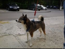 Oferte Adoptii Caine