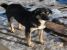 Kiko, catelul cu ochii de caramel oferit pentru adoptie