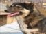 Kiko, catelul cu ochii de caramel oferit pentru adoptie