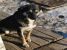 Kiko, catelul cu ochii de caramel oferit pentru adoptie