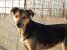 Laila, vulpita jucausa pentru adoptie