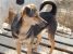 Laila, vulpita jucausa pentru adoptie