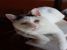 Licurici  luminos cauta familie adoptiva