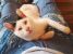 Licurici  luminos cauta familie adoptiva