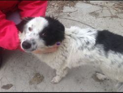 Oferte Adoptii Caine