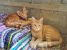 Mama si puiut roscovani - doua pisicute in nevoie urgenta de adoptie