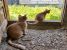 Mama si puiut roscovani - doua pisicute in nevoie urgenta de adoptie